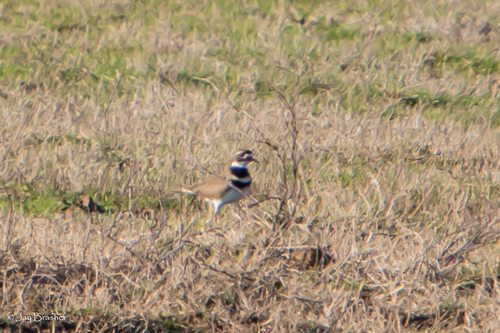 Killdeer photographed in Arkansas