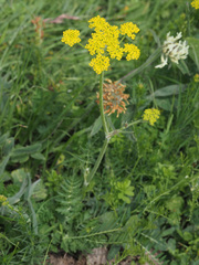 Pastinaca
