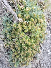 Teucrium montanum
