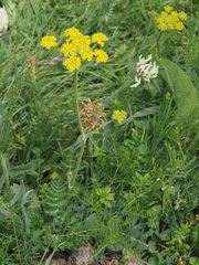 Pastinaca
