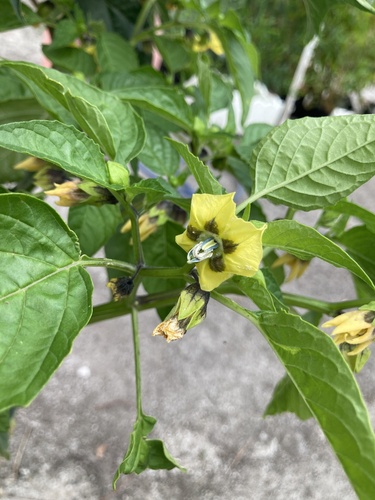 Physalis philadelphica iNat (3)