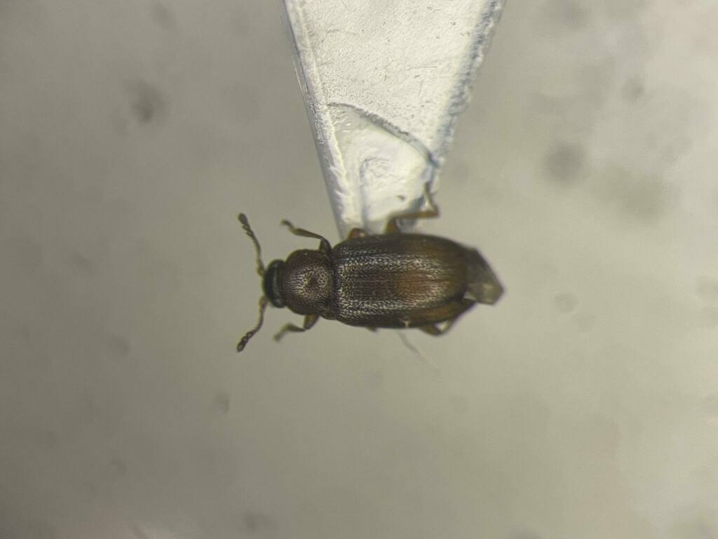 Corticaria ferruginea