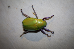 Chrysina beyeri