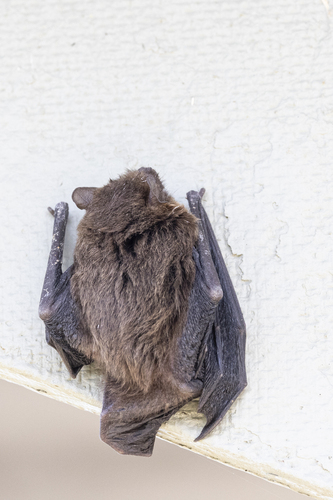 Chocolate Lobe-lipped Bat