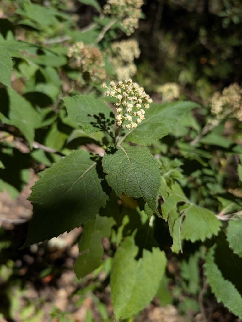 Archibaccharis campii