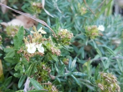 Teucrium montanum