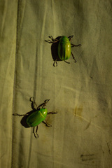Chrysina beyeri