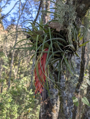Tillandsia oaxacana, photograph 2