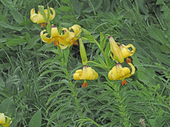 Lilium kesselringianum