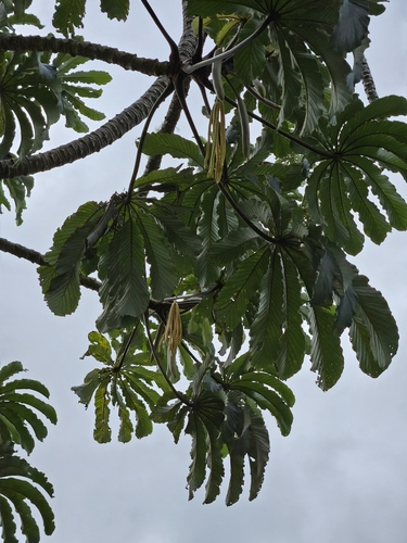 Foto de Embaúba