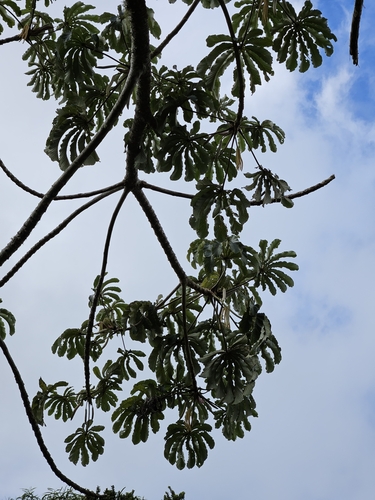 Foto de Embaúba
