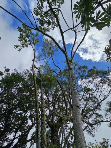 Foto de Embaúba