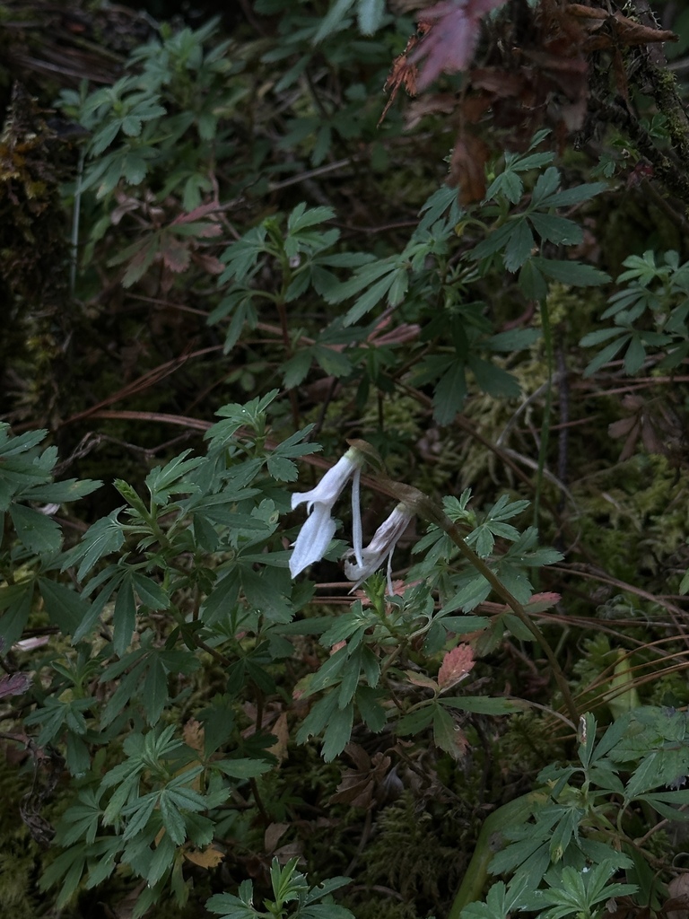 Funkiella hyemalis