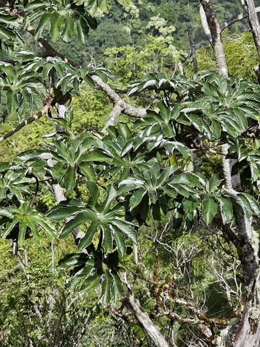 Foto de Embaúba do brejo