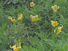 Lilium kesselringianum