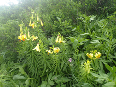 Lilium kesselringianum