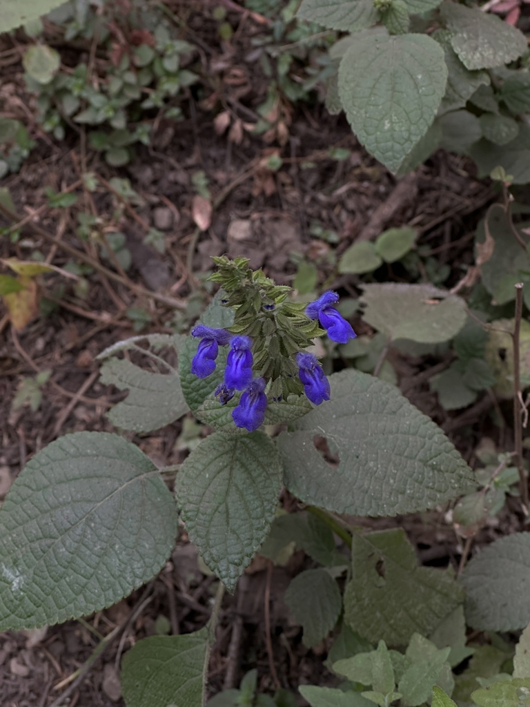 Salvia polystachia, Reserva de la Biósfera Mariposa Monarca, Ocampo, Mich., MX