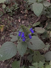 Salvia polystachia