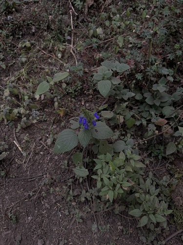 Salvia polystachia