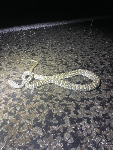 Coastal Carpet Python sighting