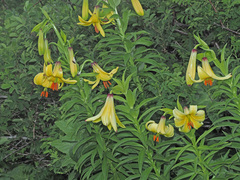 Lilium kesselringianum