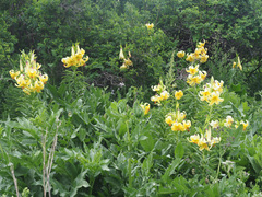 Lilium kesselringianum