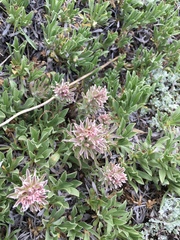Castilleja nana