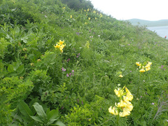 Lilium kesselringianum