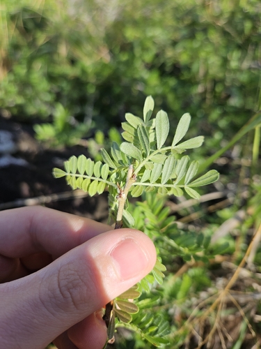 Image of Osteomeles anthyllidifolia by no rights reserved