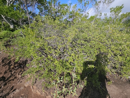 Image of Osteomeles anthyllidifolia by no rights reserved