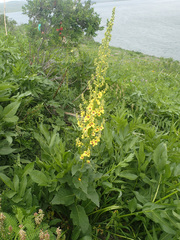 Verbascum pyramidatum