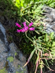 Allium brevistylum