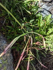 Allium brevistylum