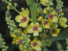 Verbascum pyramidatum