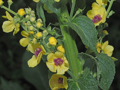 Verbascum pyramidatum