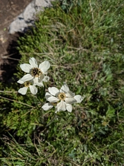 Anemonastrum