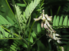 Astragalus falcatus