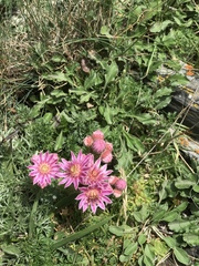 Sempervivum caucasicum