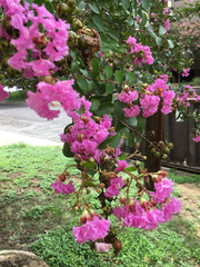 Lagerstroemia indica