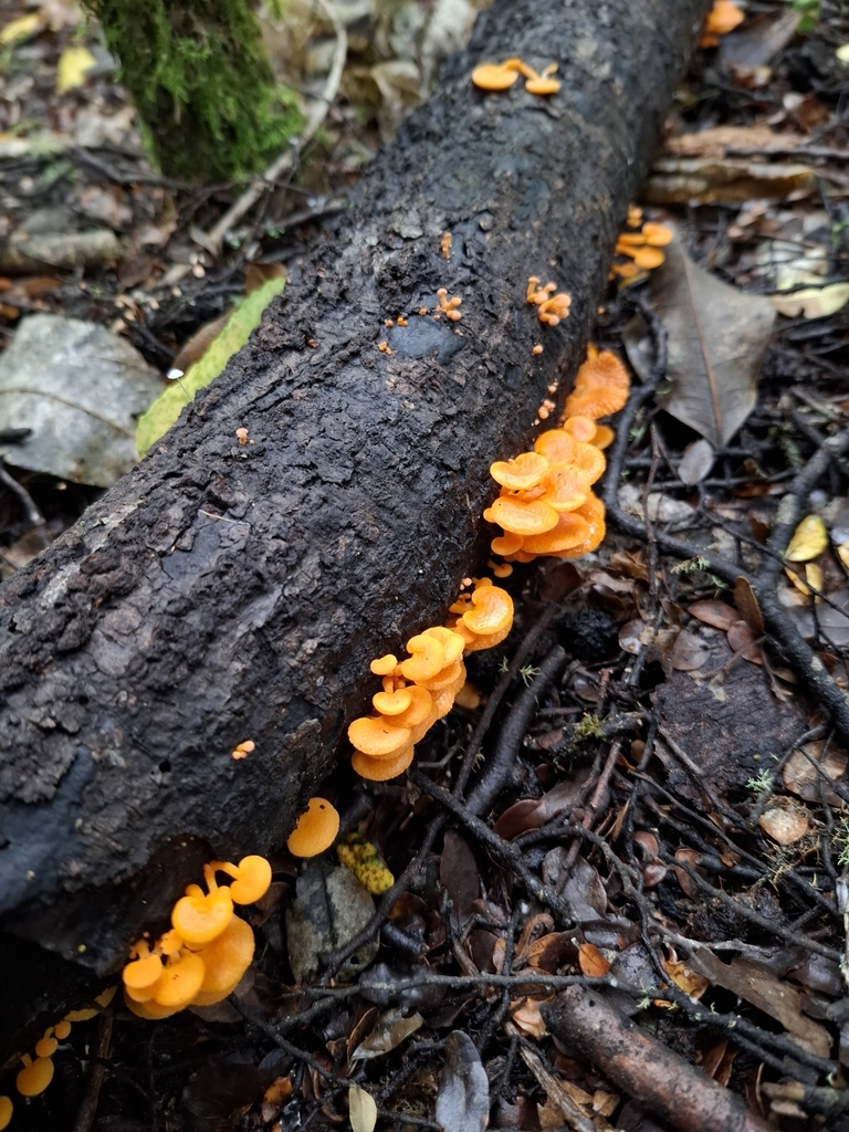 Favolaschia claudopus · January 2025 · photo: © little-korora (iNaturalist, cc-by)