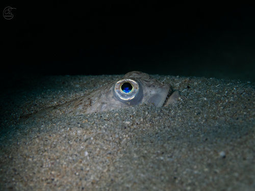 Trachinocephalus, 2025-01-10