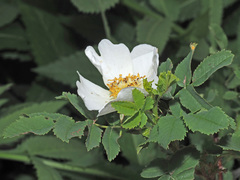 Rosa oxyodon