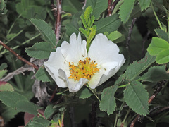 Rosa oxyodon