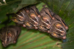 Pacific Tent-Making Bat photo 4