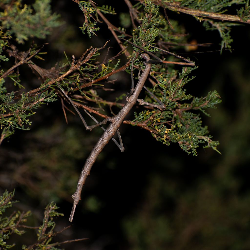 Heteronemia mexicana