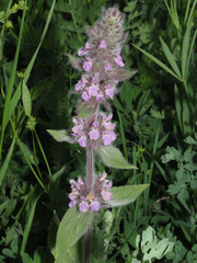 Stachys balansae