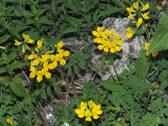 Securigera orientalis