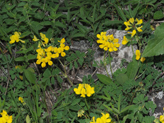 Securigera orientalis