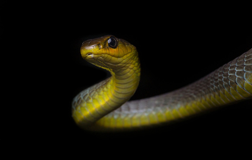 Common Tree Snake sighting