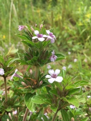 Dyschoriste microphylla